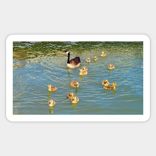 Canada Goose and Its Goslings Swimming Sticker